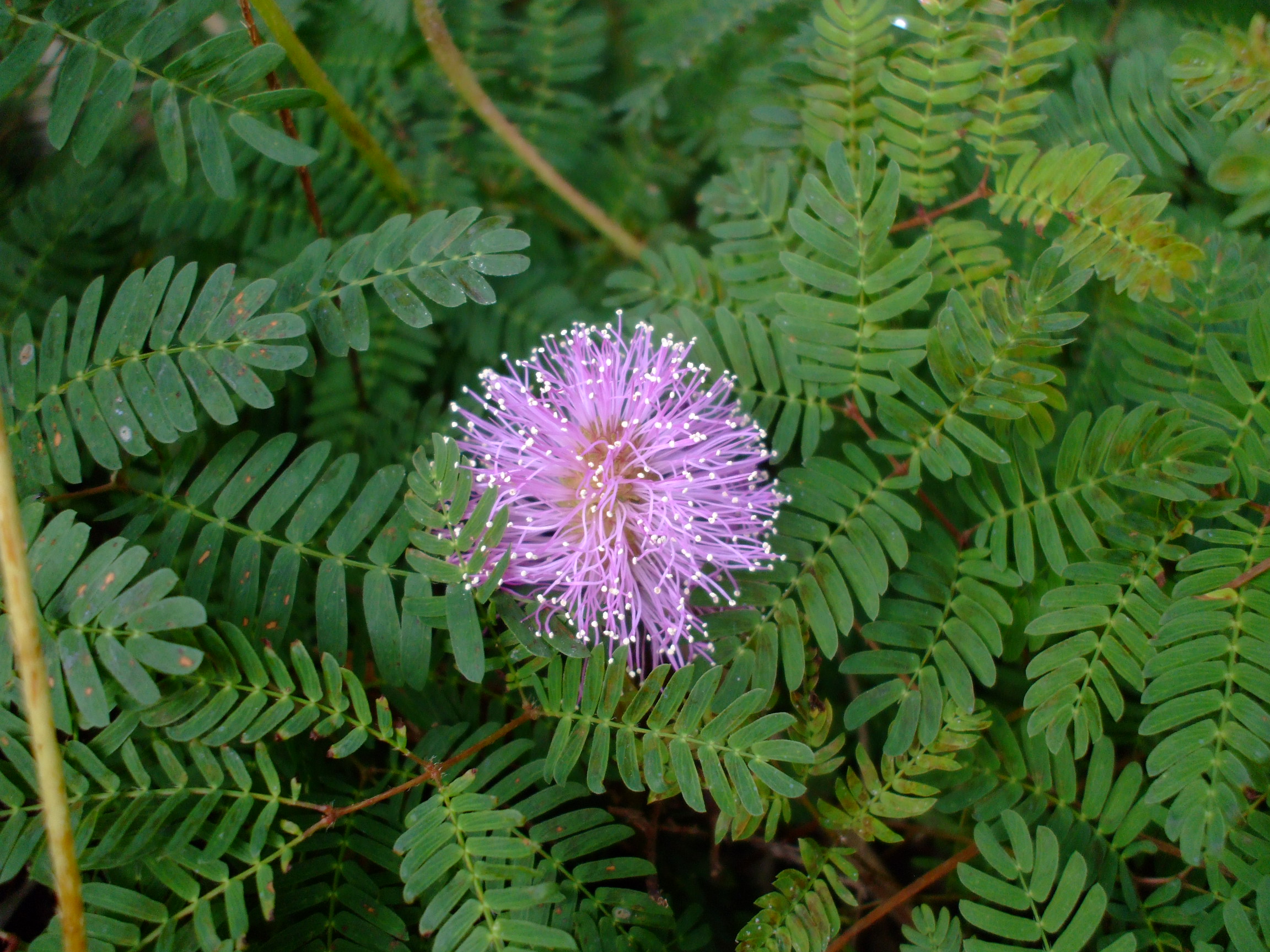 Mimosa strigillosa